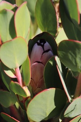 Protea stokoei