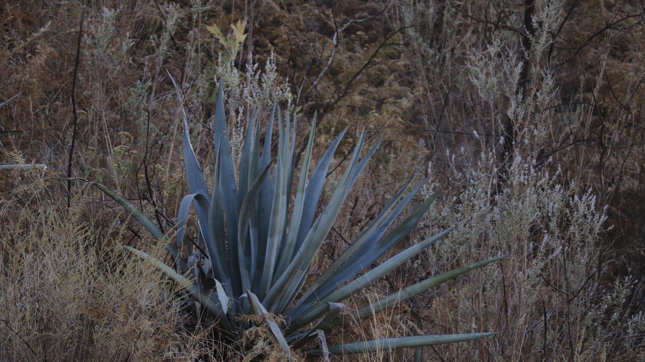 Imagem de Agave-azul