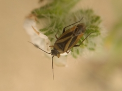 Plagiognathus moerens