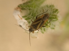 Plagiognathus moerens