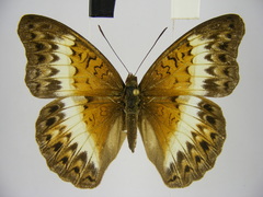 Cymothoe caenis