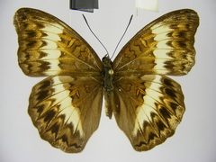 Cymothoe caenis