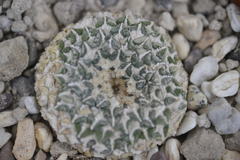 Ariocarpus kotschoubeyanus