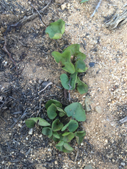Dichondra occidentalis