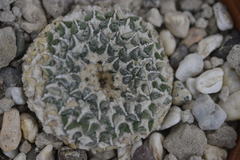Ariocarpus kotschoubeyanus