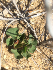 Dichondra occidentalis