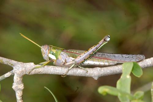Rhadinacris schistocercoides