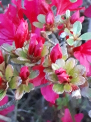 Rhododendron japonicum
