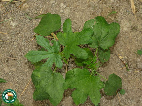 Dorstenia cayapia