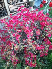 Rhododendron japonicum