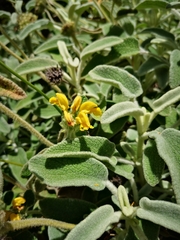 Phlomis cretica