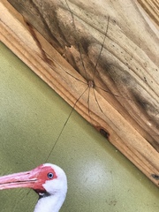 Leiobunum bimaculatum