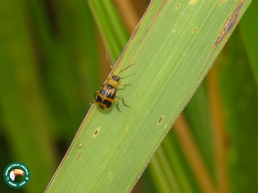 Cerotoma arcuata