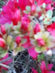Rhododendron japonicum