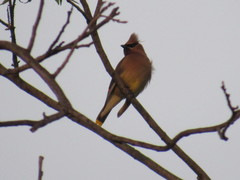 Bombycilla cedrorum
