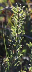 Psoralea obliqua