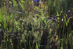 Psoralea obliqua