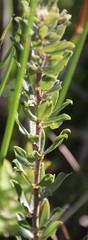 Psoralea obliqua
