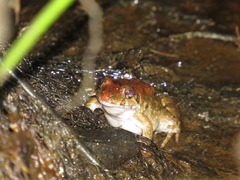 Leptodactylus petersii
