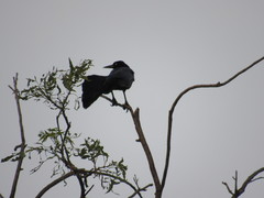 Quiscalus mexicanus