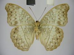 Cymothoe caenis