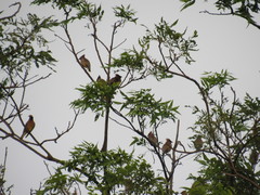 Bombycilla cedrorum