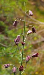 Fritillaria persica