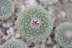 Strombocactus disciformis disciformis