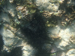 Echinometra vanbrunti