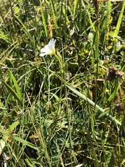 Stellaria littoralis