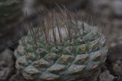 Strombocactus disciformis disciformis