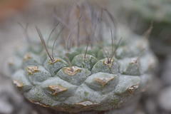 Strombocactus disciformis disciformis