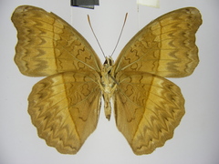 Cymothoe caenis