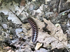 Prionogonus divergens