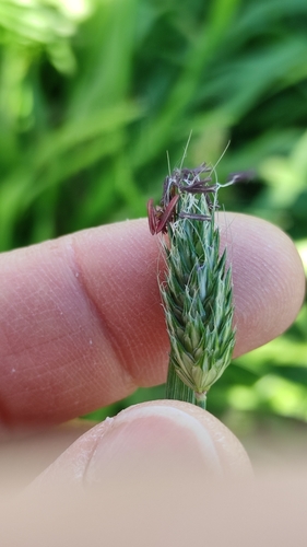 Image of Alopecurus rendlei by (c) Andrea Mologni, some rights reserved (CC BY-SA)