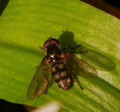 Portevinia maculata