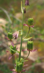 Fritillaria persica