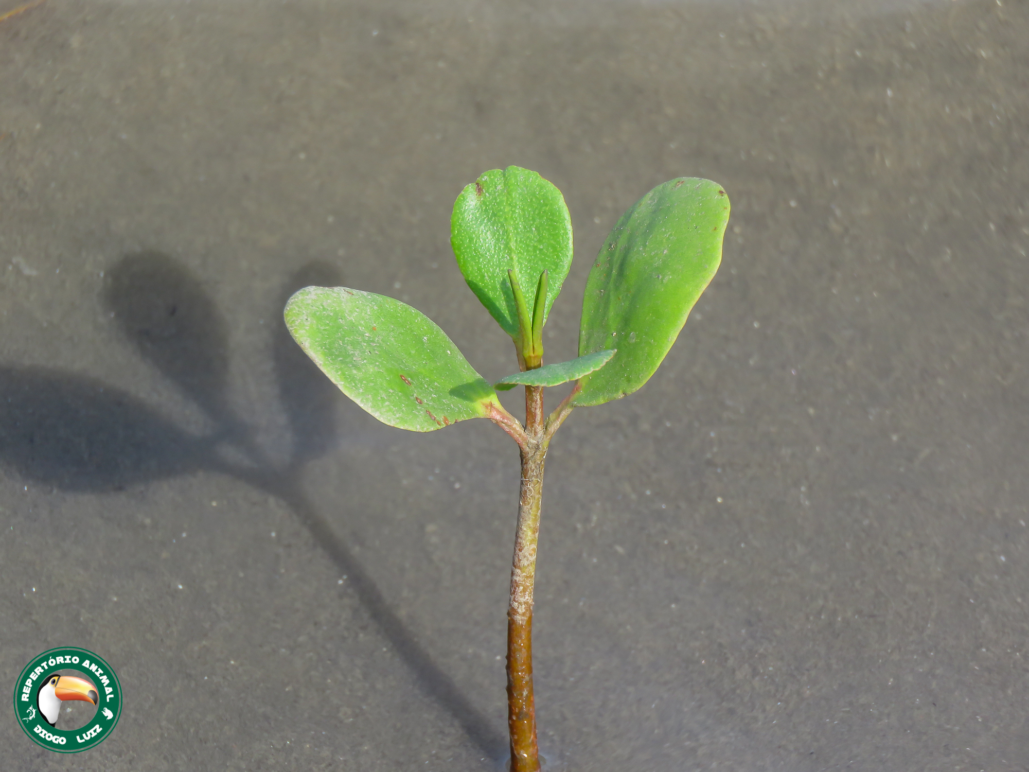 Scaevola plumieri