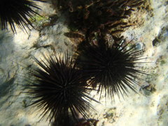 Echinometra vanbrunti