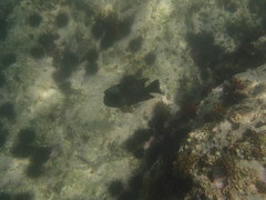 Microspathodon bairdii