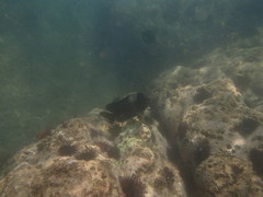 Microspathodon bairdii