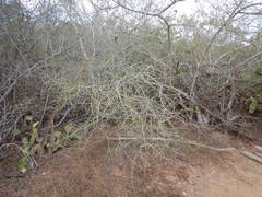 Microlobius foetidus