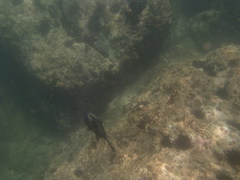 Microspathodon bairdii