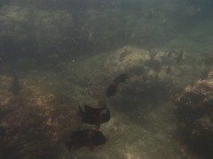 Microspathodon bairdii