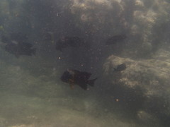 Microspathodon bairdii