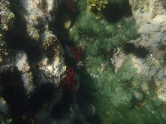 Zoantharia