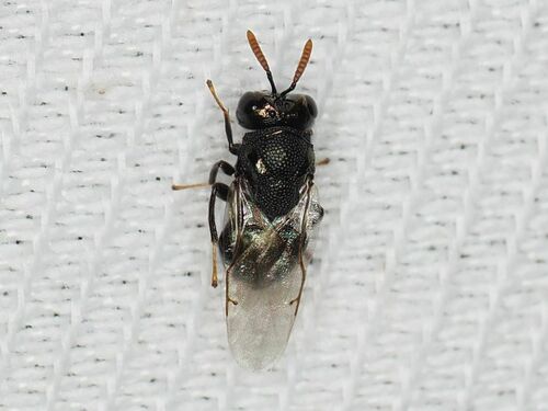 Perilampus ruficornis