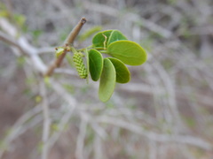 Microlobius foetidus