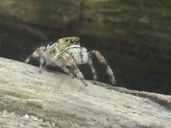 Parnaenus