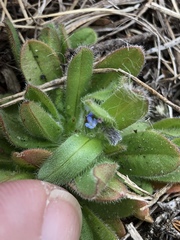 Myosotis stricta
